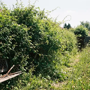 Seto descuidado y crecido