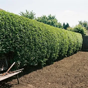 Seto perfectamente podado